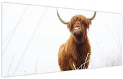 Obraz - Škótska krava (120x50 cm)