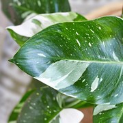 Philodendron White Princess baby
