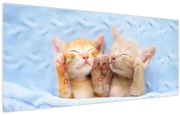 Obraz - Spiace mačiatka (120x50 cm)