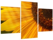 Obraz - Slnečnica (90x60 cm)