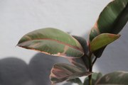 Ficus Elastica Belize
