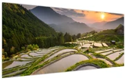 Obraz - Ryžové terasy (120x50 cm)