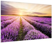 Obraz - Východ slnka v levanduľovom poli (90x60 cm)