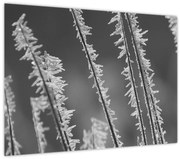 Obraz - Mrazivá zima (70x50 cm)