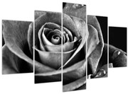 Obraz - Ruža, čiernobiela (150x105 cm)