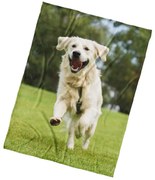 BedTex Deka mikroplyš Pes Zlatý Retriever, 150 x 200 cm