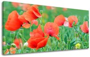 Obraz na stenu PANORÁMA KVETY | rôzne rozmery