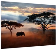 Obraz - Národný park Serengeti, Tanzánia, Afrika (70x50 cm)