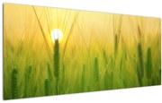 Obraz - Pole s obilím (120x50 cm)