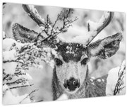 Obraz - Jeleň v zime (90x60 cm)
