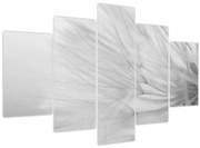 Obraz - Púpava (150x105 cm)