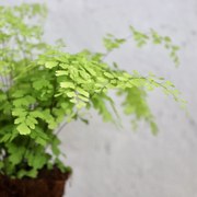 Adiantum Raddianum Fragrans