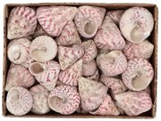 Béžovo-ružová dekorácia mušle v krabičke - 1130g