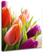 Obraz na stenu KVETY | rôzne rozmery