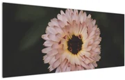 Obraz oranžovej kvetiny (120x50 cm)
