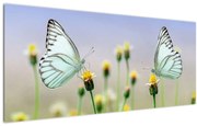 Obraz motýľov na kvetine (120x50 cm)