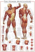 Plagát, Obraz - The Muscular System