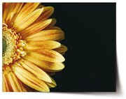 Sablio Plagát Žltá gerbera - 60x40 cm