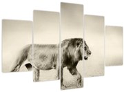 Obraz - Hladný lev (150x105 cm)