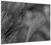 Obraz - Sušená pampová tráva (70x50 cm)