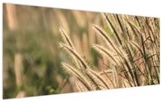Obraz - Obilie (120x50 cm)