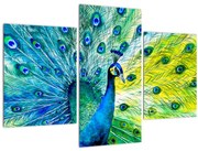 Obraz páva (90x60 cm)
