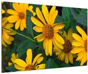 Obraz žltých kvetov (90x60 cm)