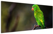 Obraz papagája na vetve (120x50 cm)