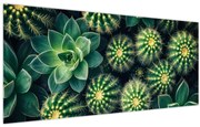 Obraz - Kaktusy (120x50 cm)