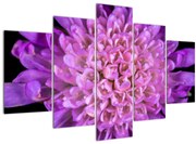 Detailný obraz kvetu (150x105 cm)