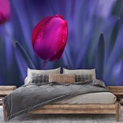 Fototapeta - Tulipán (147x102 cm)