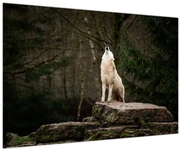 Obraz - Vytie vlka (90x60 cm)