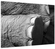 Obraz - Slonia noha (70x50 cm)