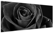 Obraz - Červená ruža (120x50 cm)