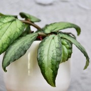 Pellionia repens baby