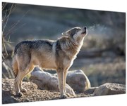 Obraz - Vyjúci vlk (90x60 cm)