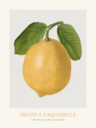 Obrazová reprodukcia Lemon (Watercolour Kitchen Fruit)