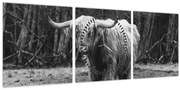 Obraz - Škótska krava 3, čiernobiela (s hodinami) (90x30 cm)