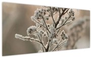 Obraz - Rastlina v mraze (120x50 cm)