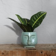 Kroton Codiaeum Petra baby