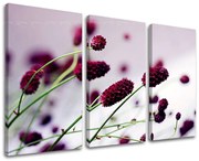 Obraz na stenu KVETY | rôzne rozmery