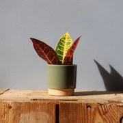 Kroton Codiaeum Petra baby