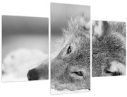 Obraz - Vlk, čiernobiela (90x60 cm)