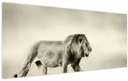 Obraz - Hladný lev (120x50 cm)