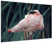 Obraz - Plameniak (90x60 cm)