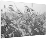 Obraz - Tráva vo vetre (90x60 cm)