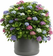 PLASTOVÝ KVETINÁČ LUNA VASE 42X32 CM ANTRACITOVÁ