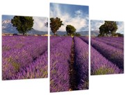 Obraz - Levanduľové pole a hory (90x60 cm)