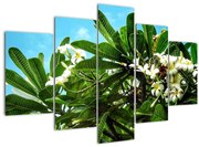Obraz - Plumeria (150x105 cm)