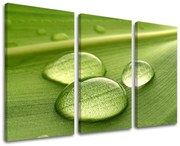 Obraz na stenu RASTLINY | rôzne rozmery